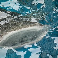 アクアミュージアムのジンベイザメ