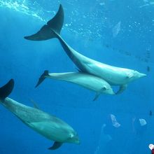 ドルフィンファンタジーのイルカ