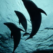 ドルフィンファンタジーのイルカ