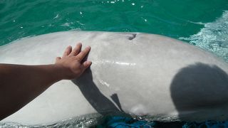 イルカに触れるふれあいラグーン