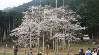 樹齢1500年の淡墨桜。