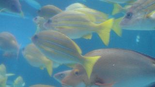まるで海の中にいるような気分になれる水族館！