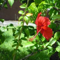 ヴィラまでの道にはたくさんの花が咲いています