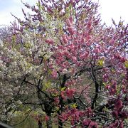 桜の種類が多いので、長く楽しめる、