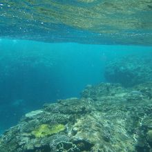 海の中（この日は高波でしたのでちょっと澄んでいません）