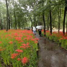 入口付近は見ごろ