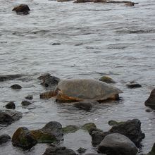 甲羅干しをするアオウミガメ
