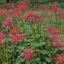 曼珠沙華が満開でした