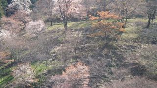 桜色に染まる山肌