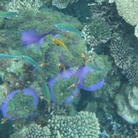 クマノミの群れがいるスポット