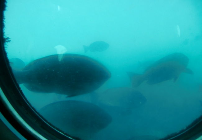 餌をまいて　窓の近くに魚がくるようにしているそうです