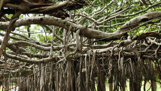サイ・ンガーム公園で東南アジア最大のバンヤン菩提樹を見る