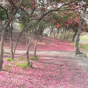 住之江公園に椿の満開を見つけました。