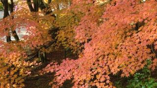 紅葉が見事でした！