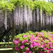 5月の話題の大きな大きな藤は必見