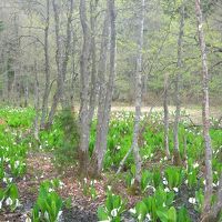 水芭蕉の群生している場所がホテルのすぐそばです。