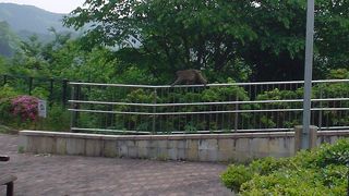 青連寺ダム周辺で野生の猿が見られます。