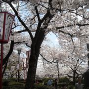 桜の時期は最高！