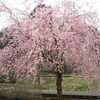お値打ち温泉宿、しだれ桜が有名。