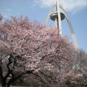 大きな公園です。桜も奇麗です。