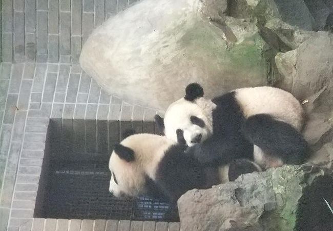 パンダがいた動物園