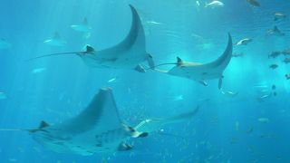 沖縄美ら海水族館・・・・・・やっぱりここは外せない