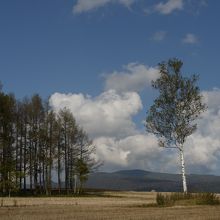モノローグの木