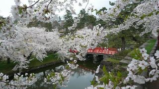 感動の桜満開の弘前公園！