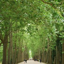 綺麗な並木道があります。