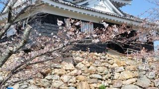 桜の季節に毎年訪れています。