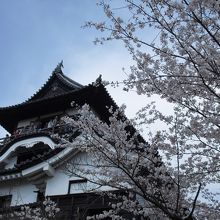 桜と犬山城