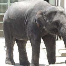 人気投票１位のぞう