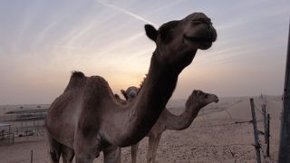 砂漠の夕陽が幻想的です。