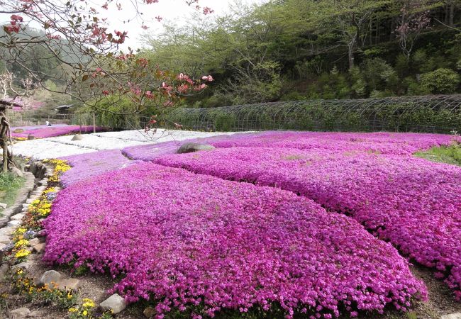 花の郷 滝谷花しょうぶ園 クチコミ アクセス 営業時間 室生 宇陀 フォートラベル