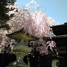 桜がきれいでいい季節です