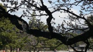 京都御所の見所は無論沢山有ります。優雅に無料でも楽しむ方法も沢山有りすぎます。一年を通しても！