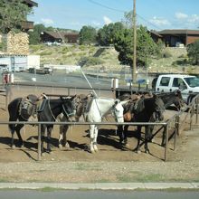 働き者の　ラバ