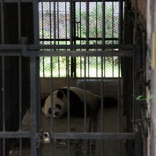 広州動物園のパンダ　フーロン