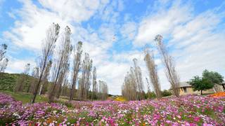 淡路島国営明石海峡公園