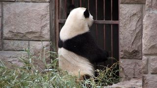 ジャイアントパンダに会える動物園