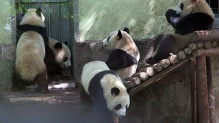 ジャイアントパンダに会える