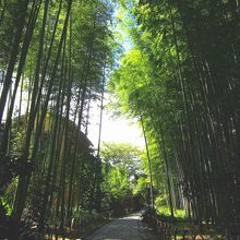 竹林の小径、お約束のショット。