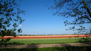 オランダへ行くなら４月、チューリップ見ましょ！！