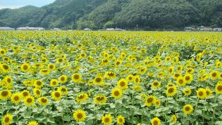 西日本最大級のひまわり畑