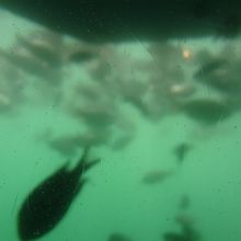 こんな感じで見ることができます