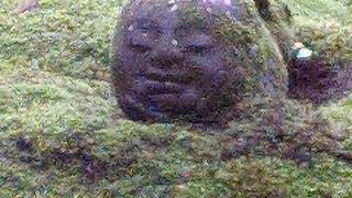 アジサイの名所！