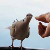 人懐っこい鳩も遊びに来ます！