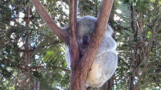 家族で楽しめる