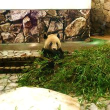 パンダ、まるで着ぐるみのようです。