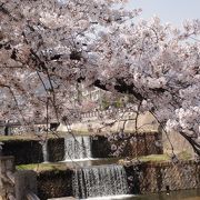 芦屋川の桜